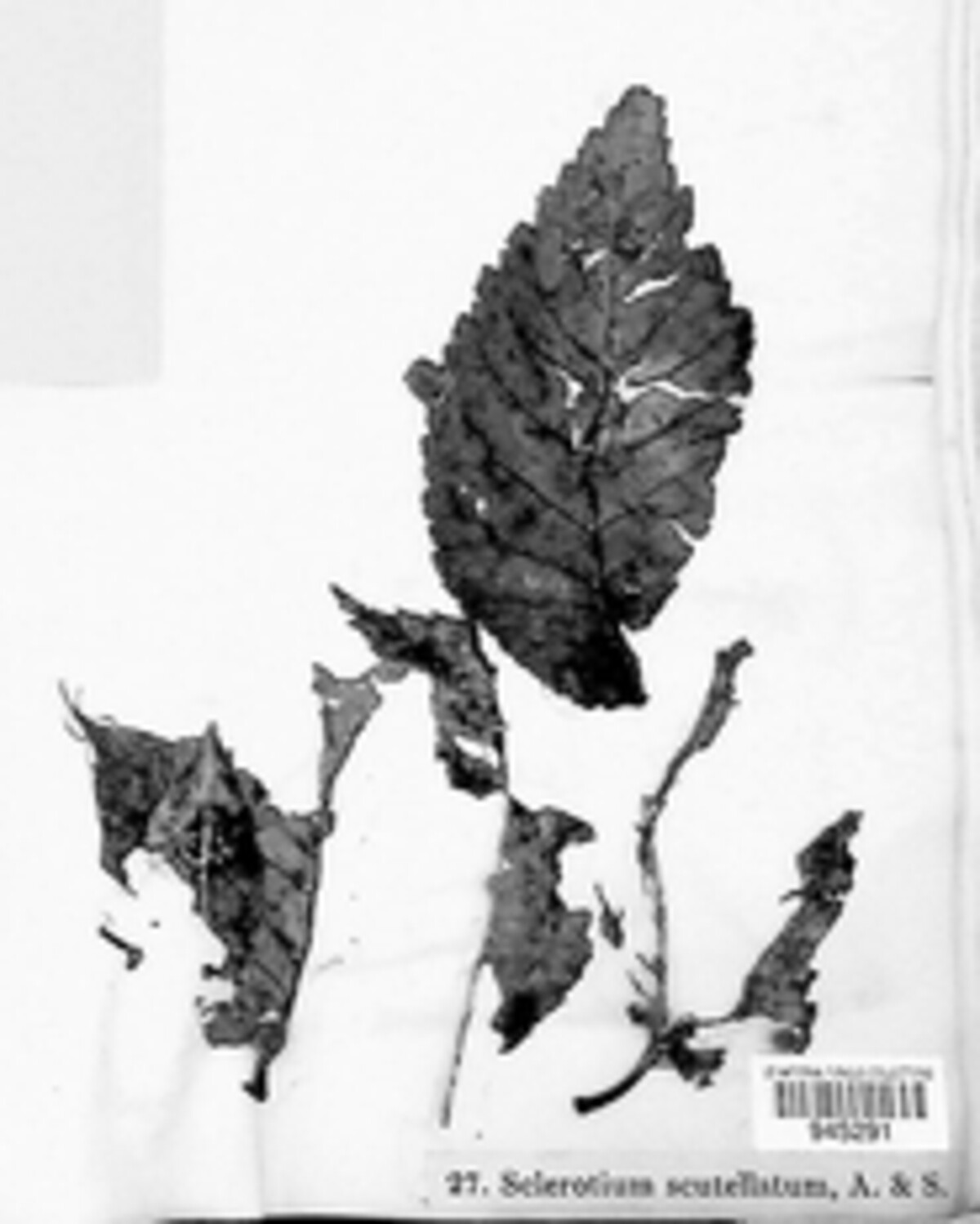 Macrotyphula phacorrhiza image